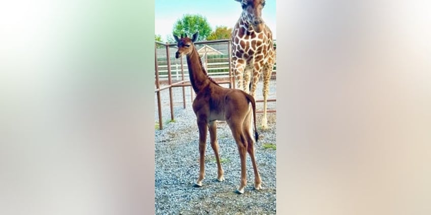 rare spotless giraffe born at tennessee zoo believed to be only one in the world