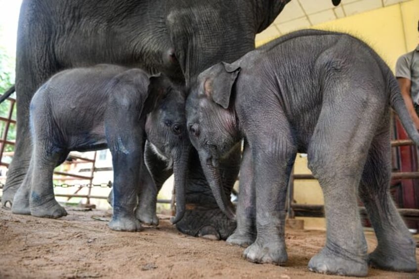 Baby elephant twins born last week on a timber camp in Myanmar are thriving after a wobbly