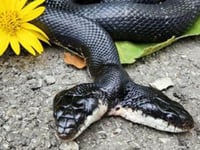Rare two-headed snake undergoes surgery in Missouri