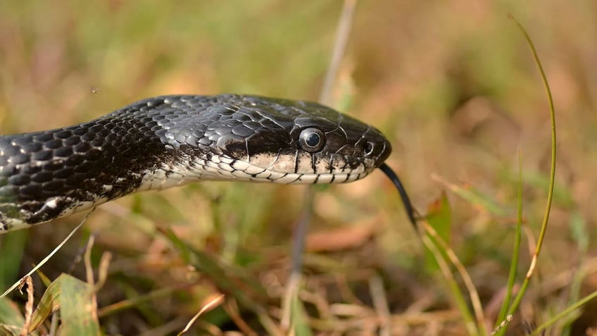 regular western rat snake