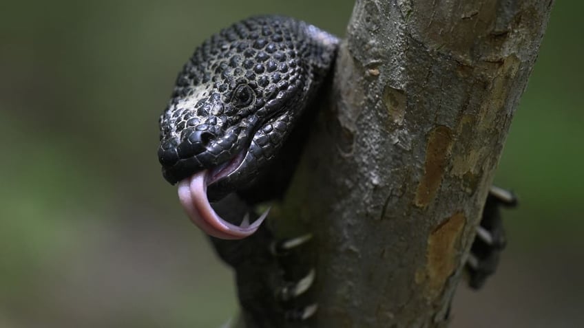 Close-up of Guatemalan beaded lizard