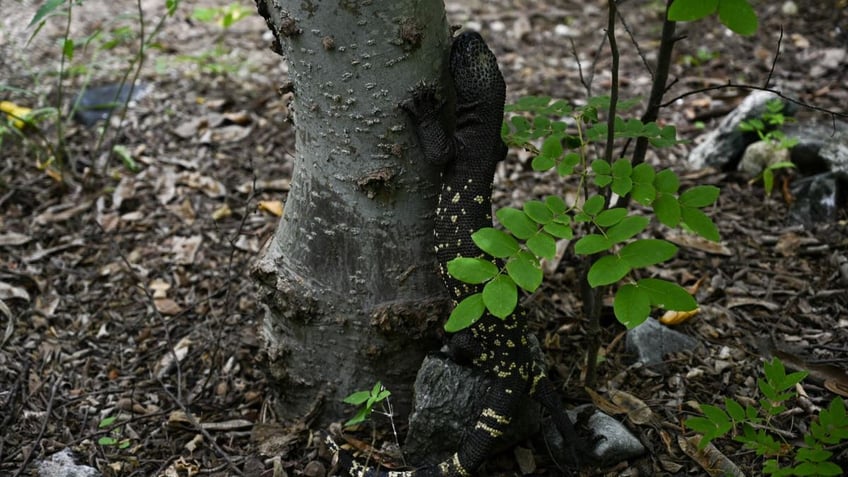 Guatemalan beaded lizard near tree