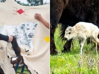 Rare white buffalo sacred to Native Americans not seen since June 4 birth, Yellowstone officials say