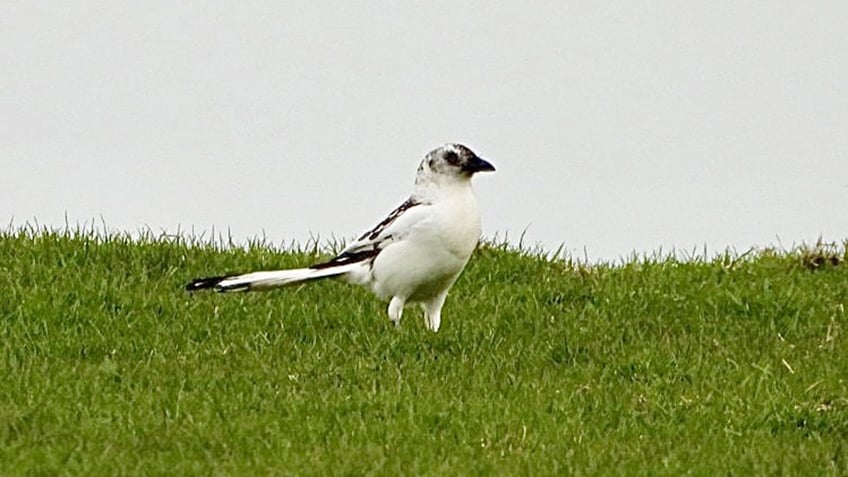 White magpie