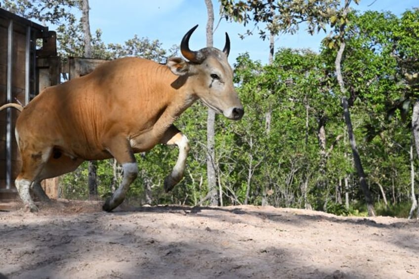 This handout photo taken on May 14, 2025 and released on May 23 by conservation group Risi