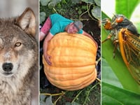 Rare wolf's fate revealed, an upcoming cicada invasion and more trending Lifestyle news
