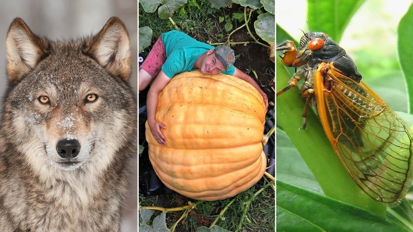 lifestyle weekend split wolf cicada pumpkin