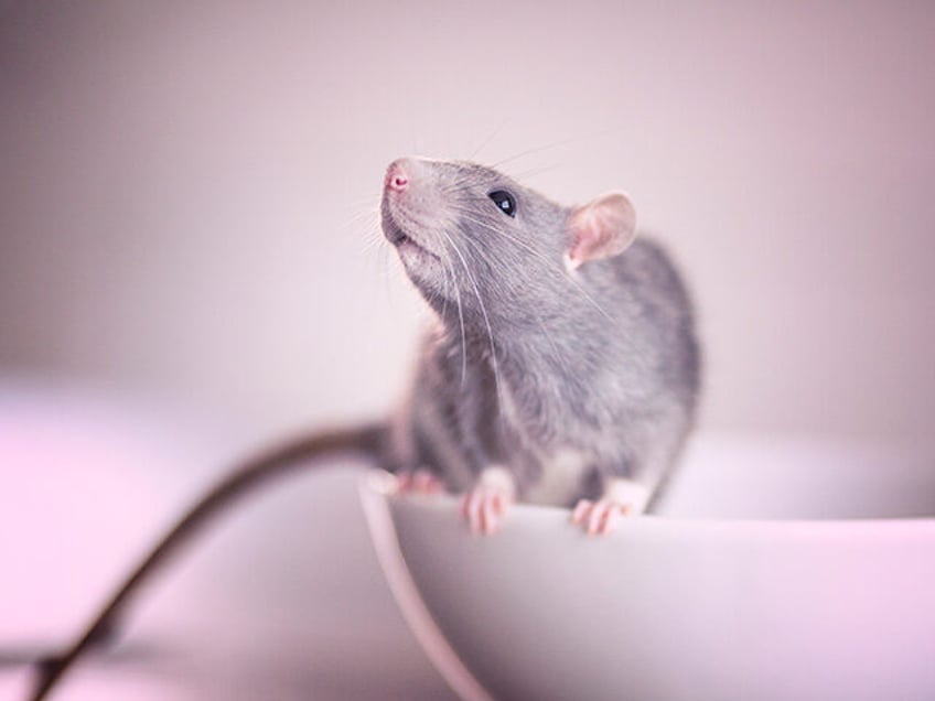 rat caught inside window of new york city lounge with grade a health inspection