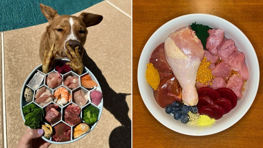 raw diet for dogs is taking over tiktok but what does your veterinarian think of the latest trend