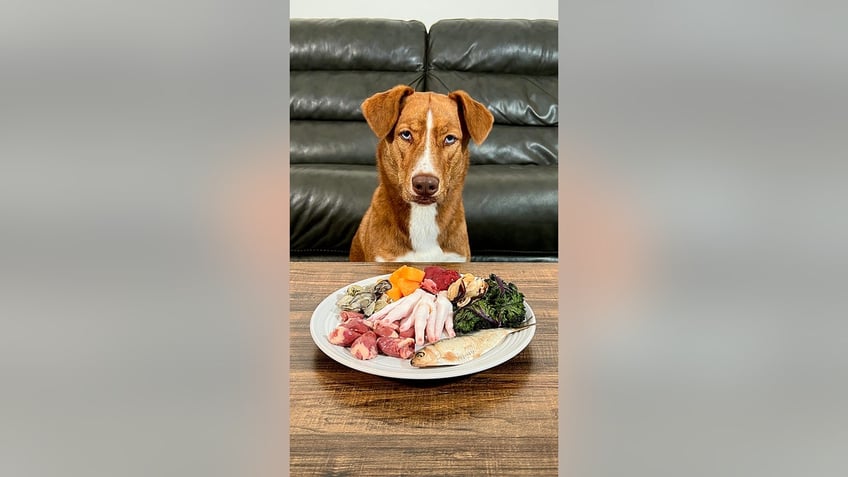 raw diet for dogs is taking over tiktok but what does your veterinarian think of the latest trend