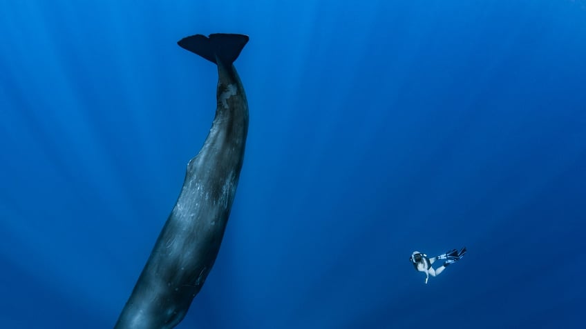real life dr dolittle scientists on verge of cracking code for talking to animals