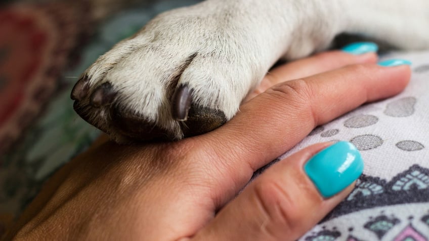 real life dr dolittle scientists on verge of cracking code for talking to animals