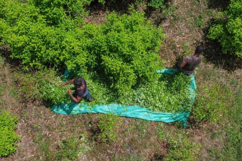 Coca leaf cultivation in Colombia was 13 percent higher in 2022 than the year before