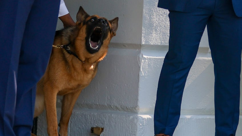Biden family dog Commander at White House