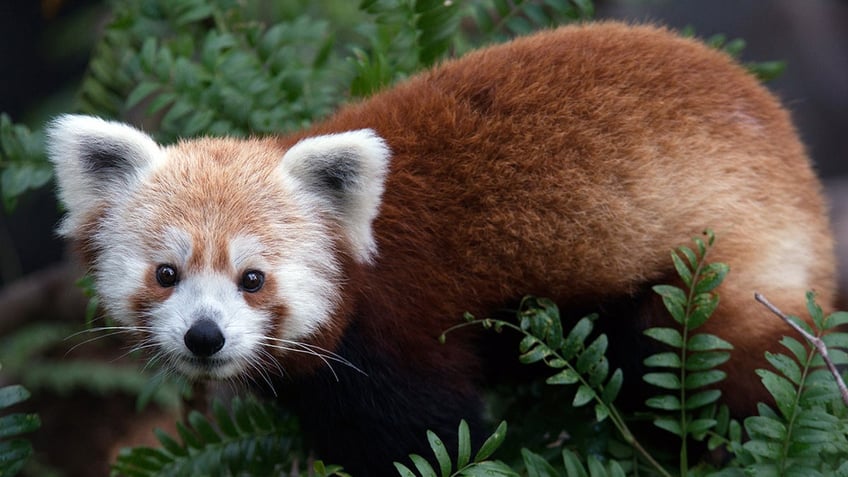 Rusty the red panda