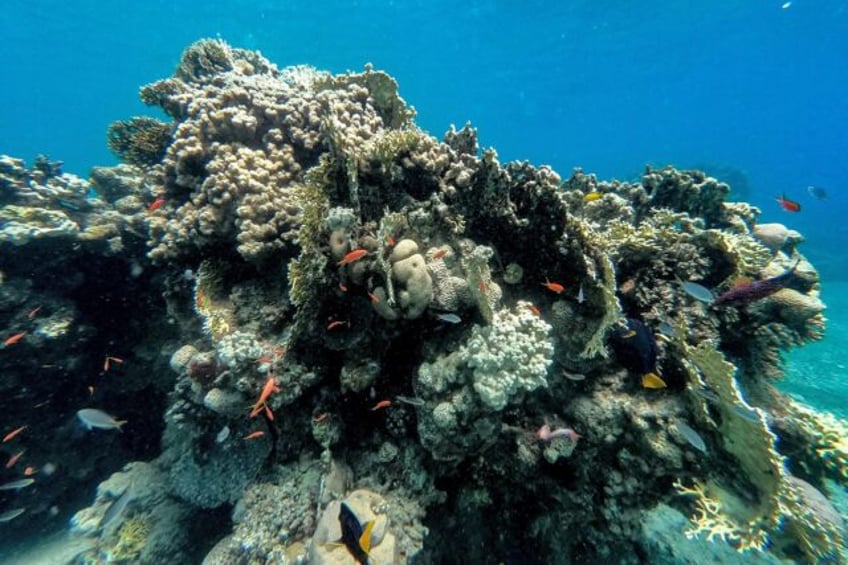 red sea corals threatened by mystery sea urchin deaths