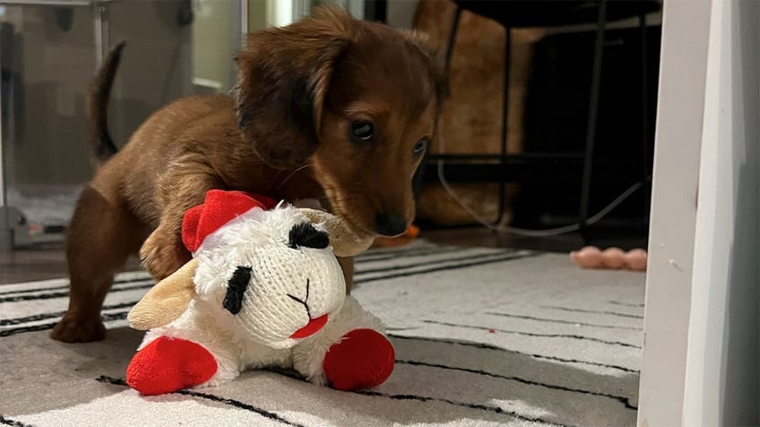 Weiner dog playing with Lamb Chop