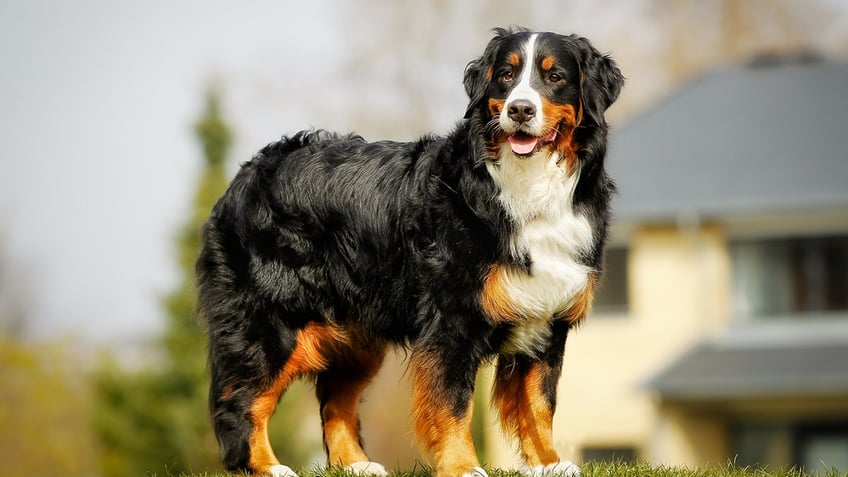 Bernese mountain dog