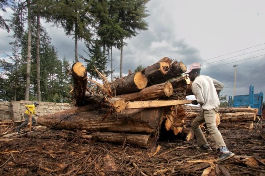 relief and despair repeal of logging ban divides kenya