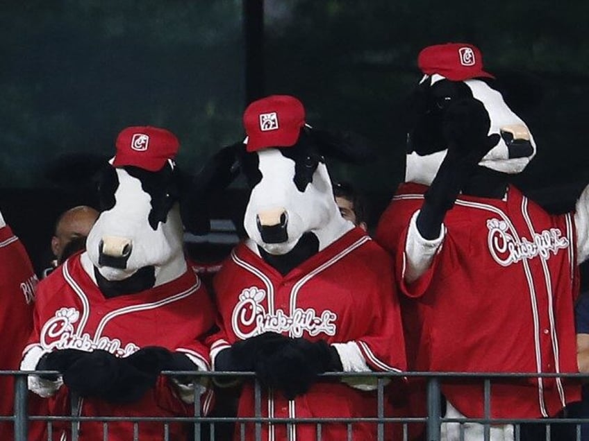 A woman tries to look between a herd of Chick-fil-A cows during the fifth inning of an MLB