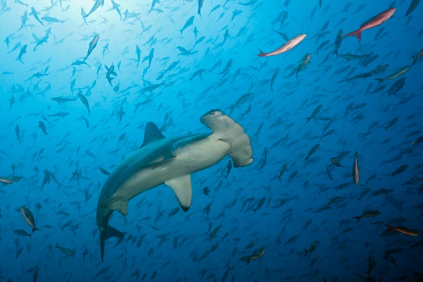 report illegal chinese fleet in south american waters is devastating fish stocks