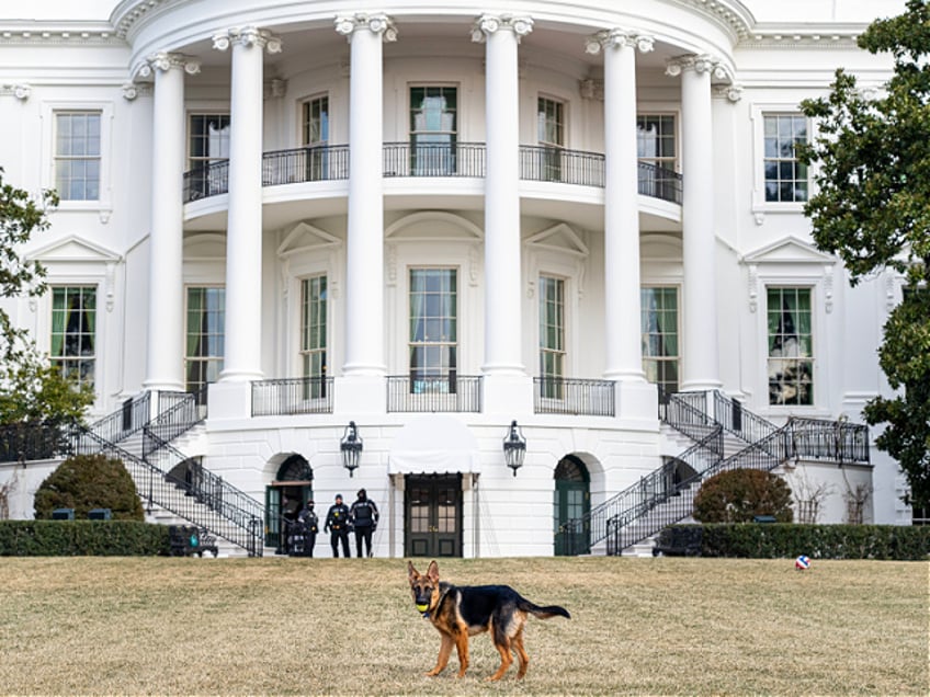 Reportage: Biden family dog Commander plays with a tennis ball on the South Lawn of the White House, Friday, January 21, 2022. (Photo by: HUM Images/Universal Images Group via Getty Images)