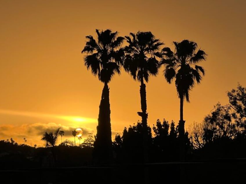 Los Angeles palms (Joel Pollak / Breitbart News)