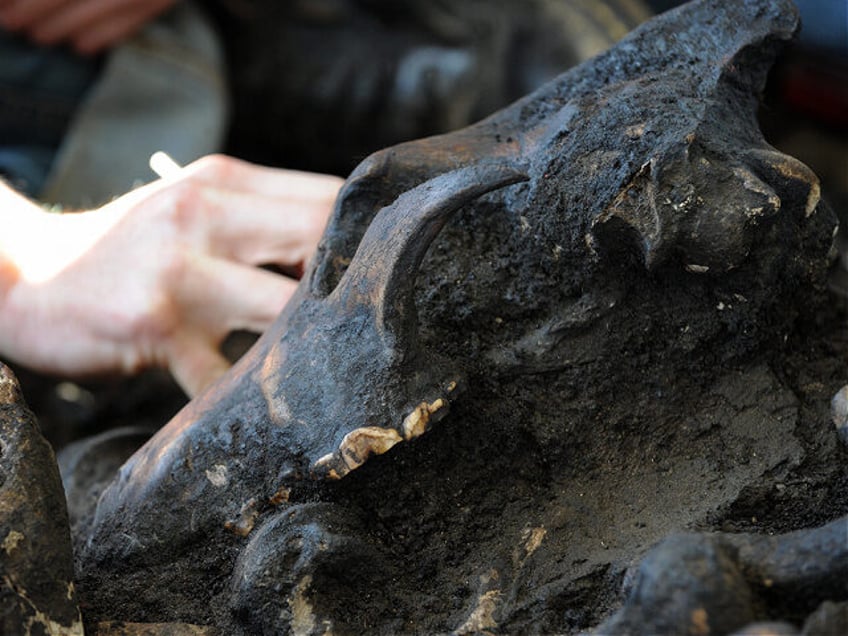 An excavator digs around a skull of an Ice Age dire wolf as she works on "Project 23," aft