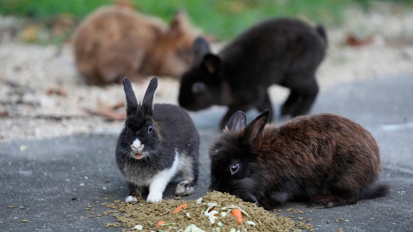 rescue efforts underway florida residents react to lionhead rabbit population overrun