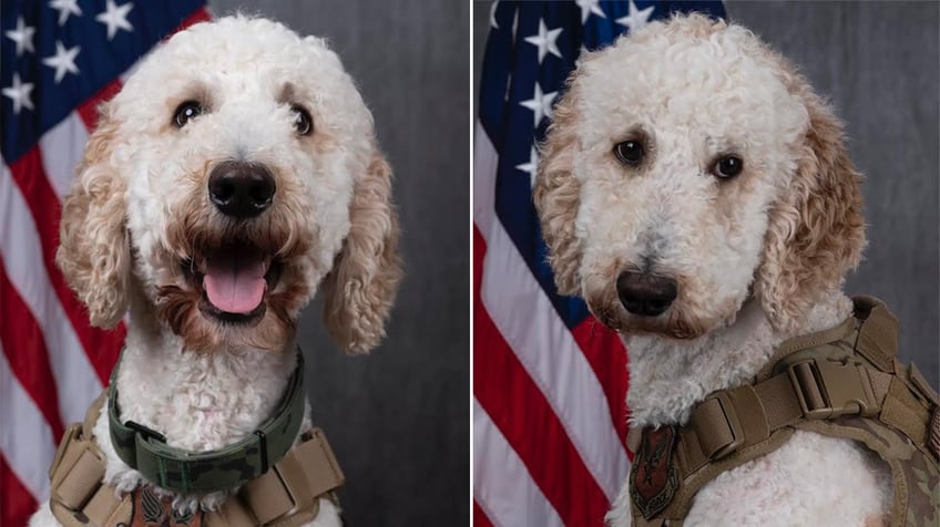 rescued therapy dog comforts families of fallen soldiers at dover air force base tremendous impact