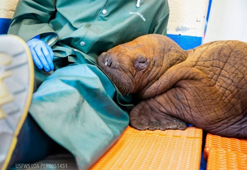 rescued walrus calf that was receiving cuddles as part of his care in alaska dies