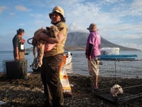 Rescuers brave Indonesia volcano eruptions to save pets
