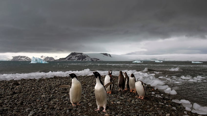 Penguins walk on the shore