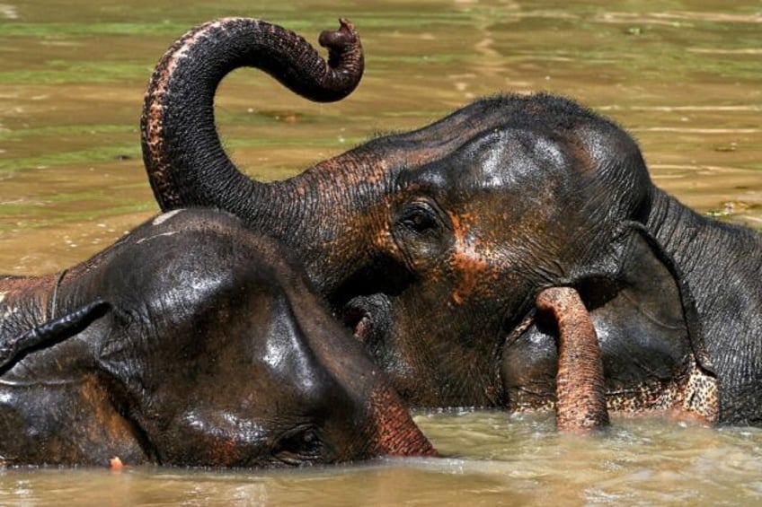 Elephants bathe in a pond at the Elephant Conservation Center in Laos' Sainyabuli province