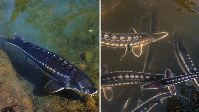 sturgeon fish found in Connecticut River