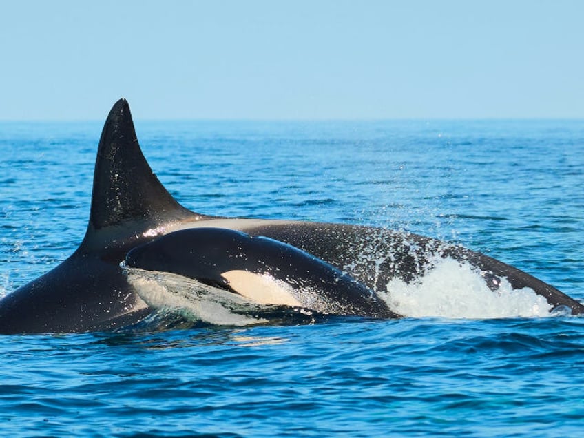 killer whale with calf