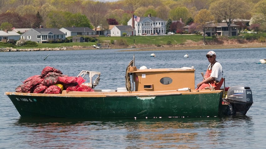 Quahog farming