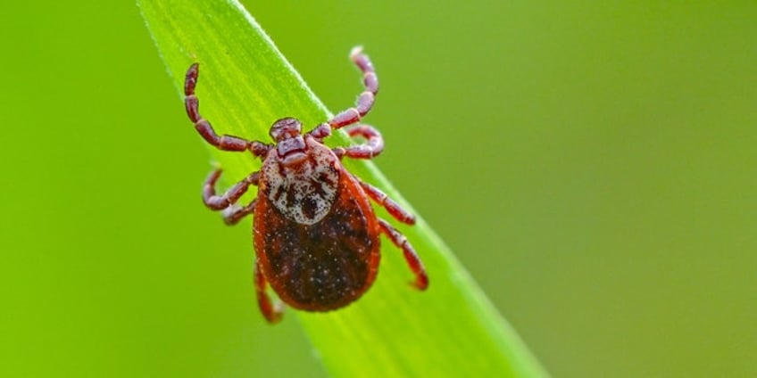 rhode island woman dies after infection with tick borne disease