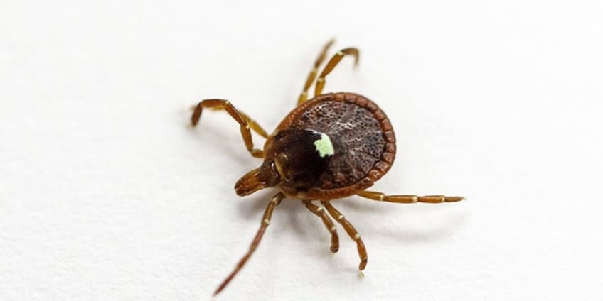 rhode island woman dies after infection with tick borne disease