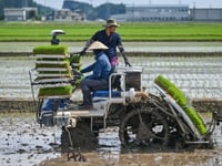 Rice prices Japan’s hot political issue, on and off the farm