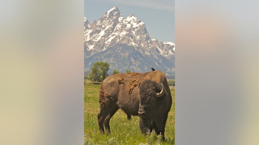 Bird sits on bison in WY