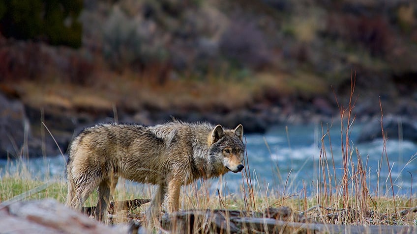 wolf in yellowstone