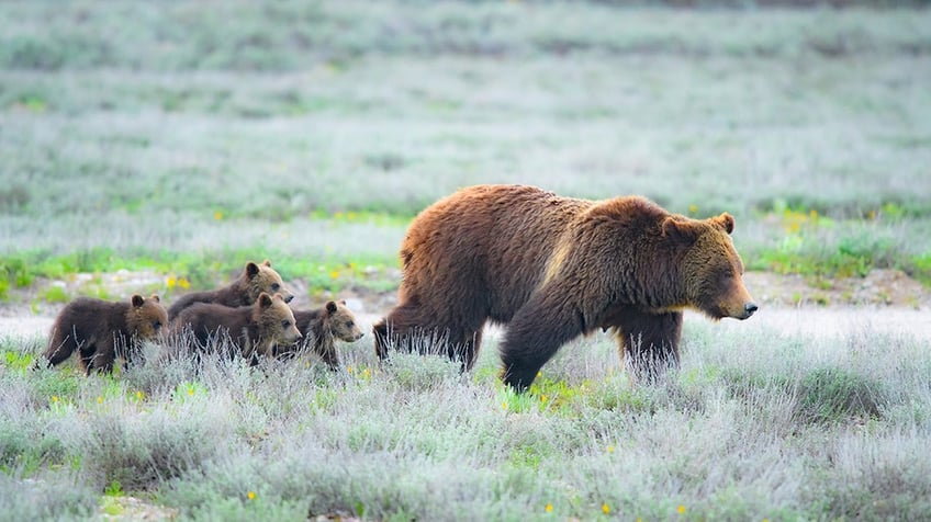 Grizzly bear 399 and cubs