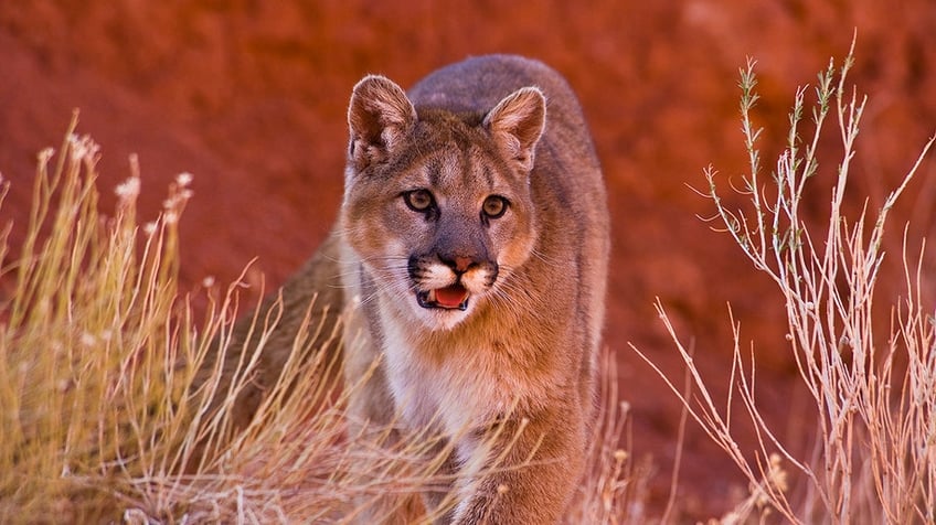 Mountain lion in Montana