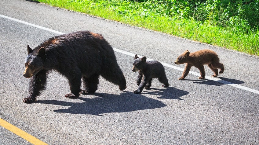 Black bear and cubs in grand teton