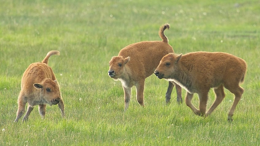 Baby bison in WY