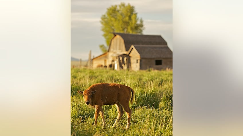 Bison calf in WY