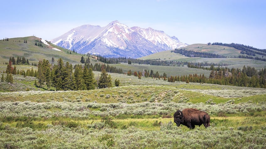 Bison in Wyoming