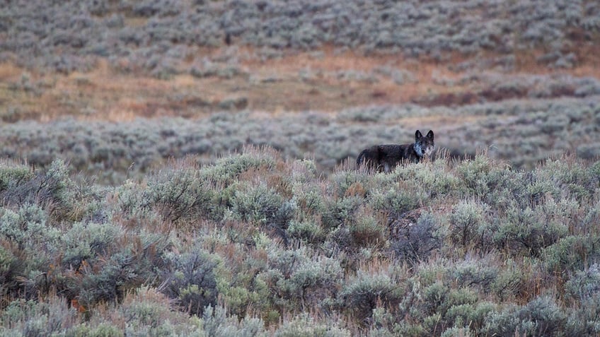 Wolf in yellowstone park