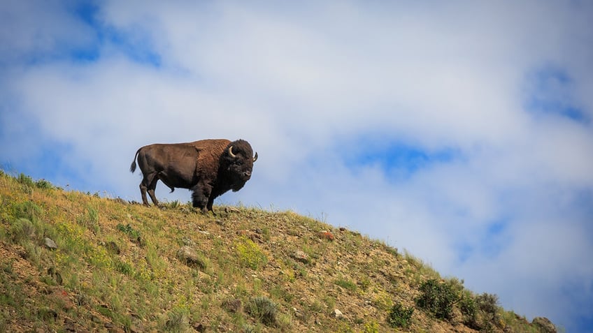 Bison in yellowstone